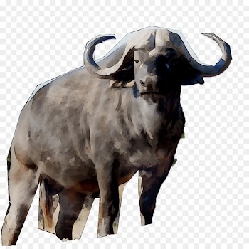Cattle Ox Goat Terrestrial animal Snout -  