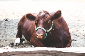 Cattle Resting On Farm