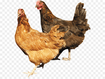 Cattle Sheep Goat Domestic pig Livestock - Chicken Png Image png ...