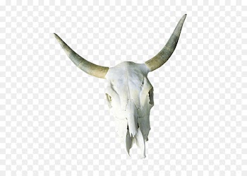 Cattle Skull Horn Bone - Bison skull 