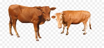 Cattle Water buffalo - Cattle cow 