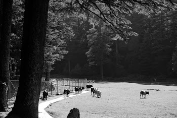 Cattles Near Trees