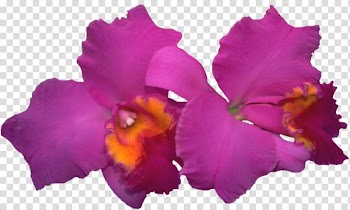 Cattleya labiata Moth orchids Blog Diary, beautiful orchid frame transparent background PNG clipart