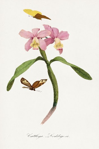 Cattleya orchids painting, Le Jardin | Free Photo Illustration - rawpixel