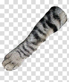 Catwang, gray and black animal foot transparent background PNG clipart
