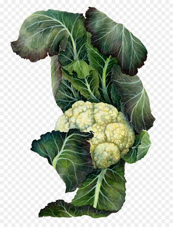 Cauliflower Botanical illustration Cruciferous vegetables Drawing Mustards - cauliflower 