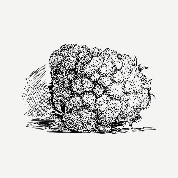 Cauliflower collage element, black & | Free PSD Illustration - rawpixel