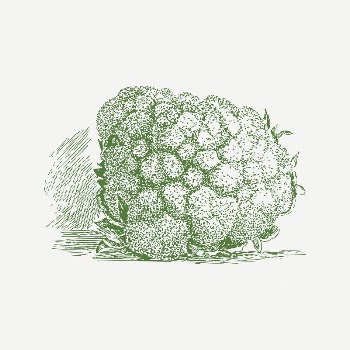 Cauliflower collage element, drawing illustration | Free PSD Illustration - rawpixel
