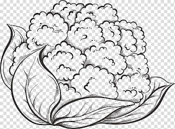 Cauliflower Drawing Vegetable Broccoli, hand-painted cauliflower transparent background PNG clipart