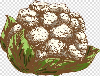 Cauliflower Drawing Vegetable Illustration, white cauliflower transparent background PNG clipart