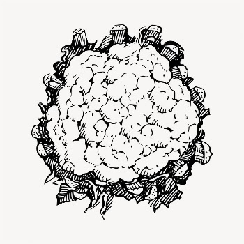 Cauliflower illustration clipart vector. Free | Free Vector - rawpixel