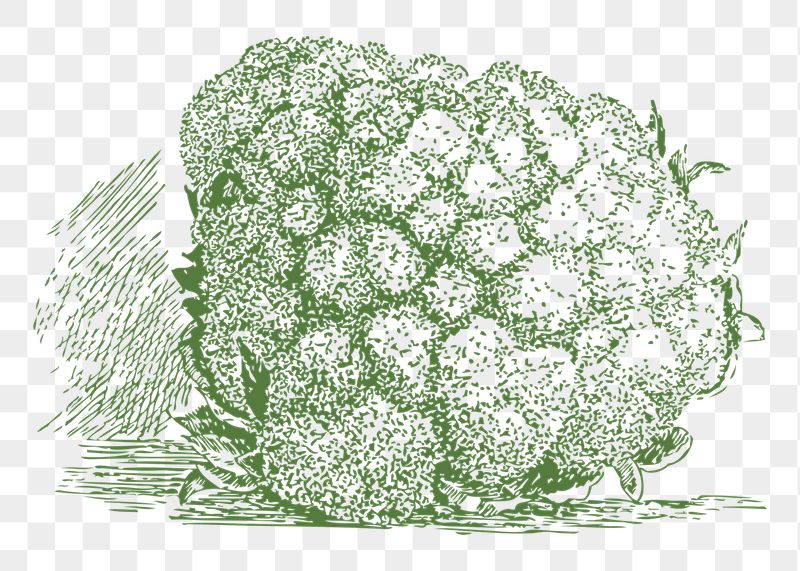 Cauliflower png sticker illustration, transparent | Free PNG - rawpixel