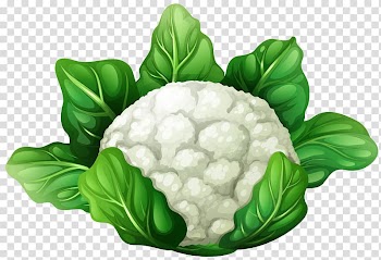 Cauliflower Vegetable , cabbage transparent background PNG clipart