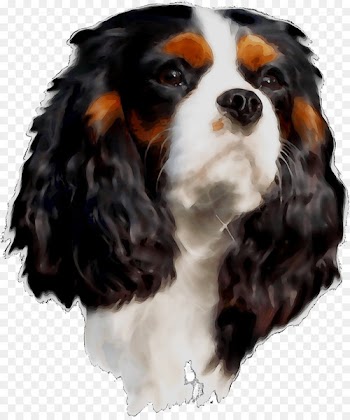 Cavalier King Charles Spaniel Dog breed Companion dog -  