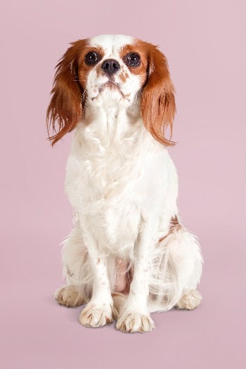 Cavalier King Charles Spaniel, dog | Free Photo - rawpixel