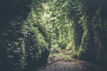 Cave Filed With Green Plants