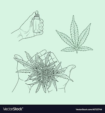 cbd pot leaf and hand