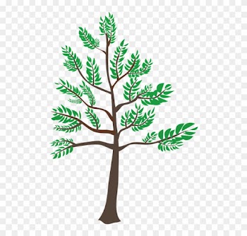 Cedar, Green, Heatwave, Leaf, Summer, Tree, Young - Young Tree Clipart