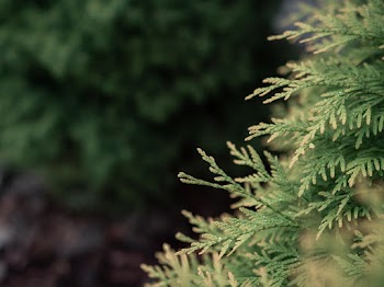 Cedar Tree Branch