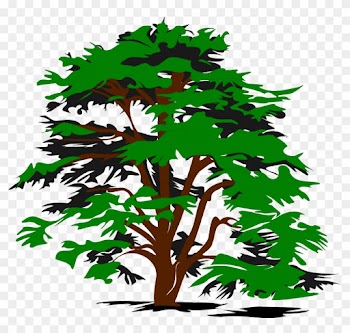Cedar Tree Clip Art