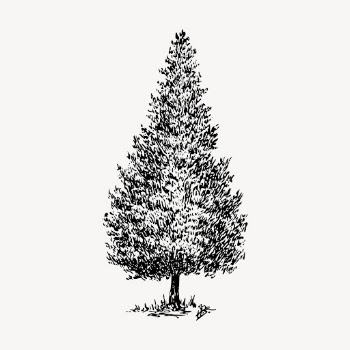 Cedar tree clipart, vintage illustration | Free Vector - rawpixel
