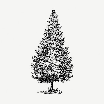 Cedar tree collage element, vintage | Free PSD - rawpixel