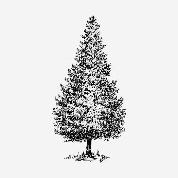 Cedar tree hand drawn illustration. | Free Photo - rawpixel