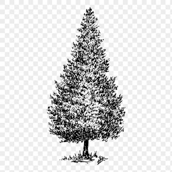 Cedar tree png sticker vintage | Free PNG - rawpixel