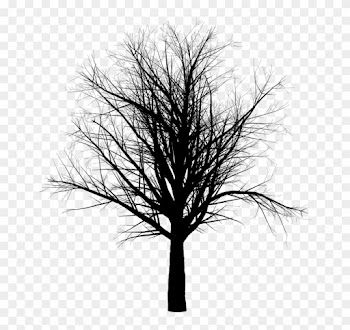 Cedar Tree Silhouette 17, - Barren Tree Png
