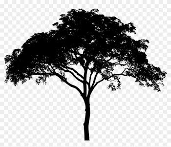 Cedar Tree Silhouette - Tree Silhouette Png