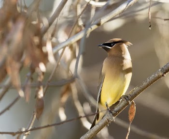 Cedar waxwing bird. Free public | Free Photo - rawpixel