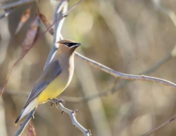 Cedar waxwing bird. Free public | Free Photo - rawpixel