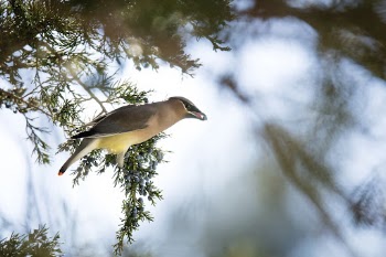 Cedar waxwing bird. Free public | Free Photo - rawpixel