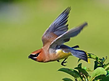 Cedar Waxwing Takes Flight.jpg