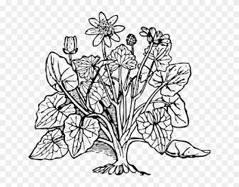 Celandine Outline, Plant, Nature, Lesser, Celandine - Coloring Picture Of Plants