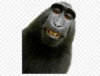 Celebes crested macaque Monkey selfie Primate - Monkey PNG 