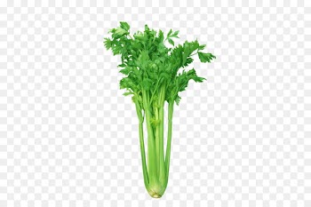 Celeriac Leaf celery Organic food Vegetable Health - Vegetables picture sketch,celery 