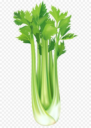 Celeriac Vegetable Clip art - Celery Free PNG Clip Art Image 