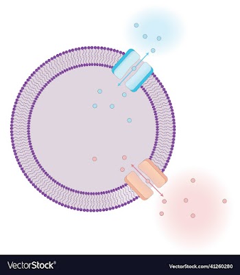 cell membrane protein transporters