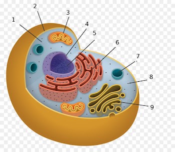 Cell Organelles Cell biology - cytoplasm flyer 