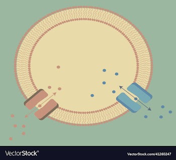 cell with lipid bilayer