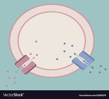 cell with lipid bilayer