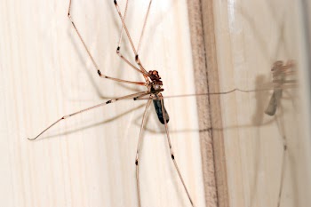 Cellar Spider Close-up Photography