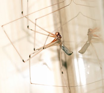 Cellar Spider Closeup Photography