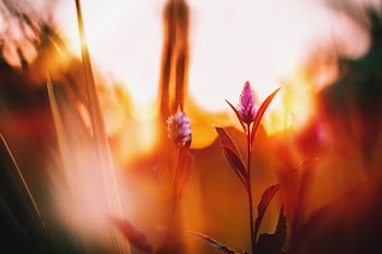 Celosia Flowers Photography