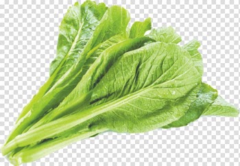 Celtuce Romaine lettuce Choy sum Vegetable Brassica juncea, Small vegetables transparent background PNG clipart