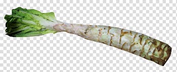 Celtuce Vegetable, Celtuce transparent background PNG clipart
