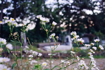Cemetery camomile