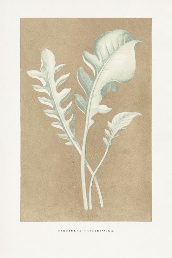 Centaurea Candidissima leaf illustration from Les | Free Photo Illustration - rawpixel