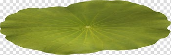 Centerblog Magnolia Zen, Lotus leaf transparent background PNG clipart